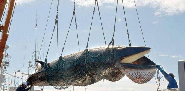 鲸鱼肉好吃吗？日本执意捕杀鲸鱼，真的只是为了吃肉？