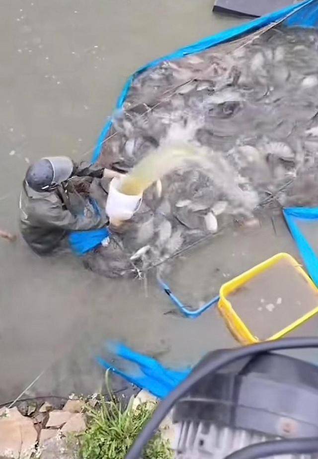 水产市场“麻醉鱼”调查:有商家称麻药有味会换水再卖,有无危害尚不明