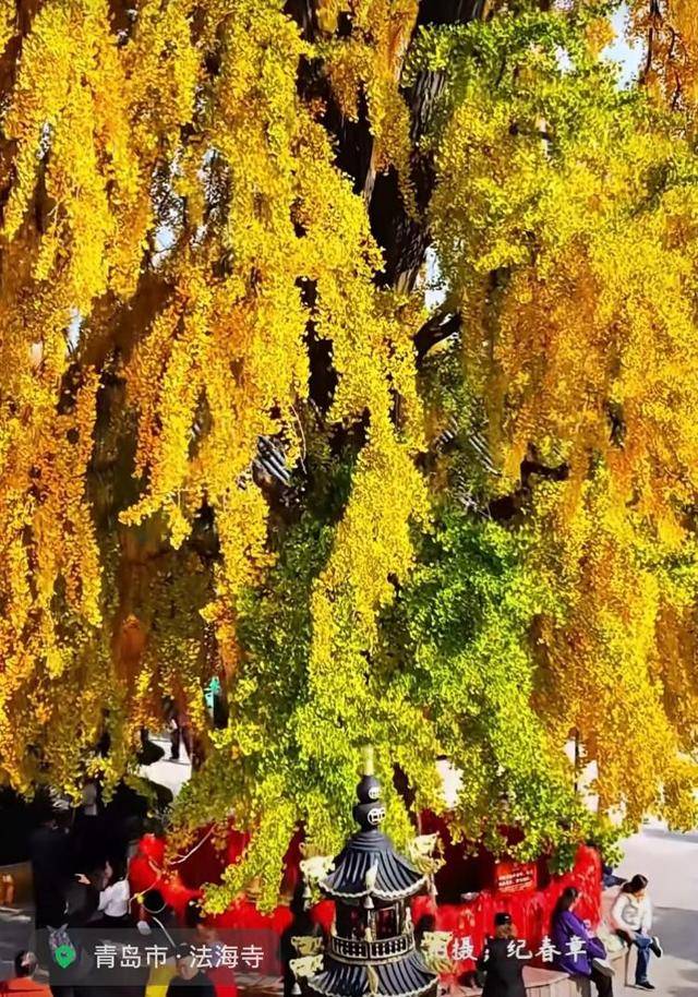 错过等一年！青岛1600岁“银杏王”满树金黄，打卡的人“鼓”了