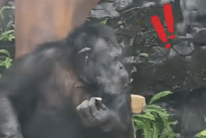 大猩猩抽烟手法娴熟？广西南宁动物园：从小在领养家庭学会抽烟喝酒，会派人制止