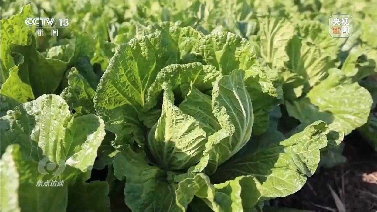 单棵售价超百元,起底“套牌白菜”背后的销售套路