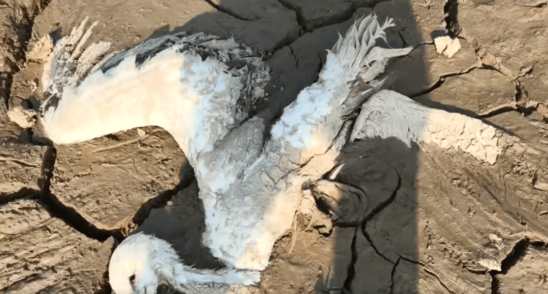 江西余干警方通报：3人疑似在鄱阳湖湿地毒害野生动物，已采取刑事强制措施