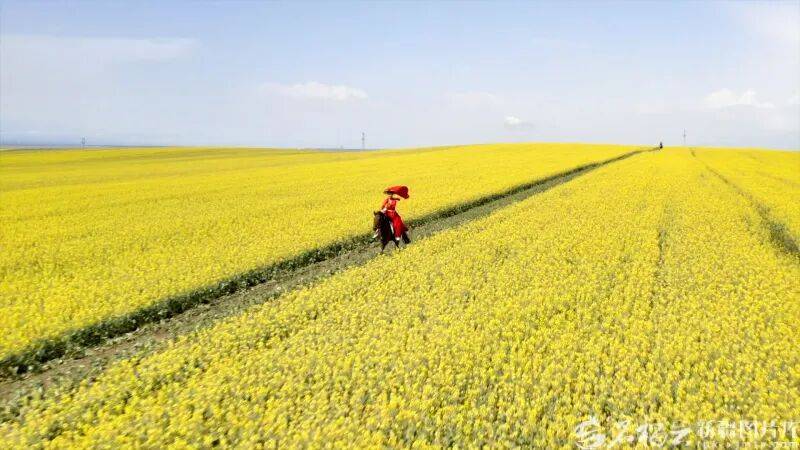 贺娇龙已安葬于昭苏公墓,其父亲亦葬于此地