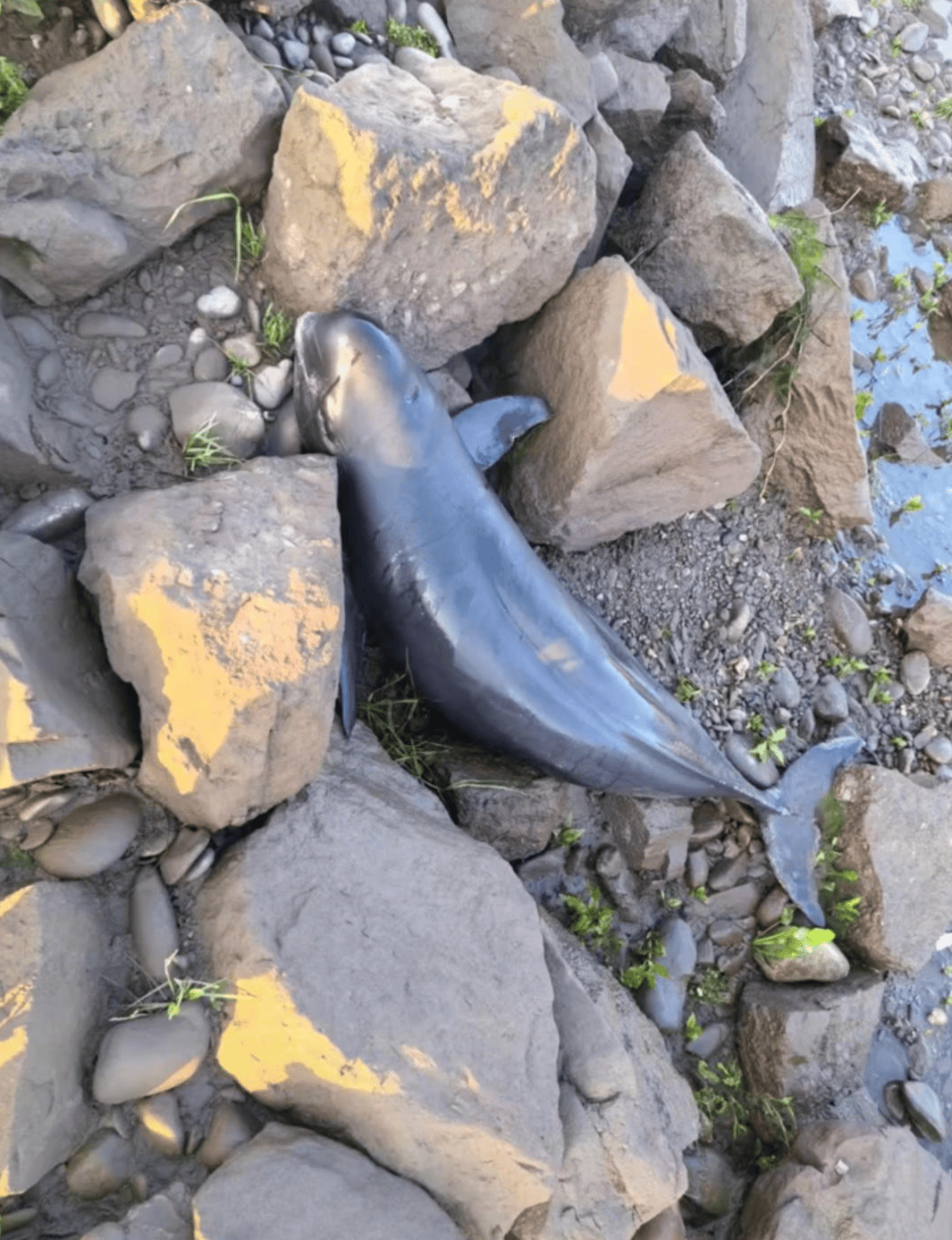 湖南常德沅江水系一江豚死亡 当地：已邀请专家调查死亡原因