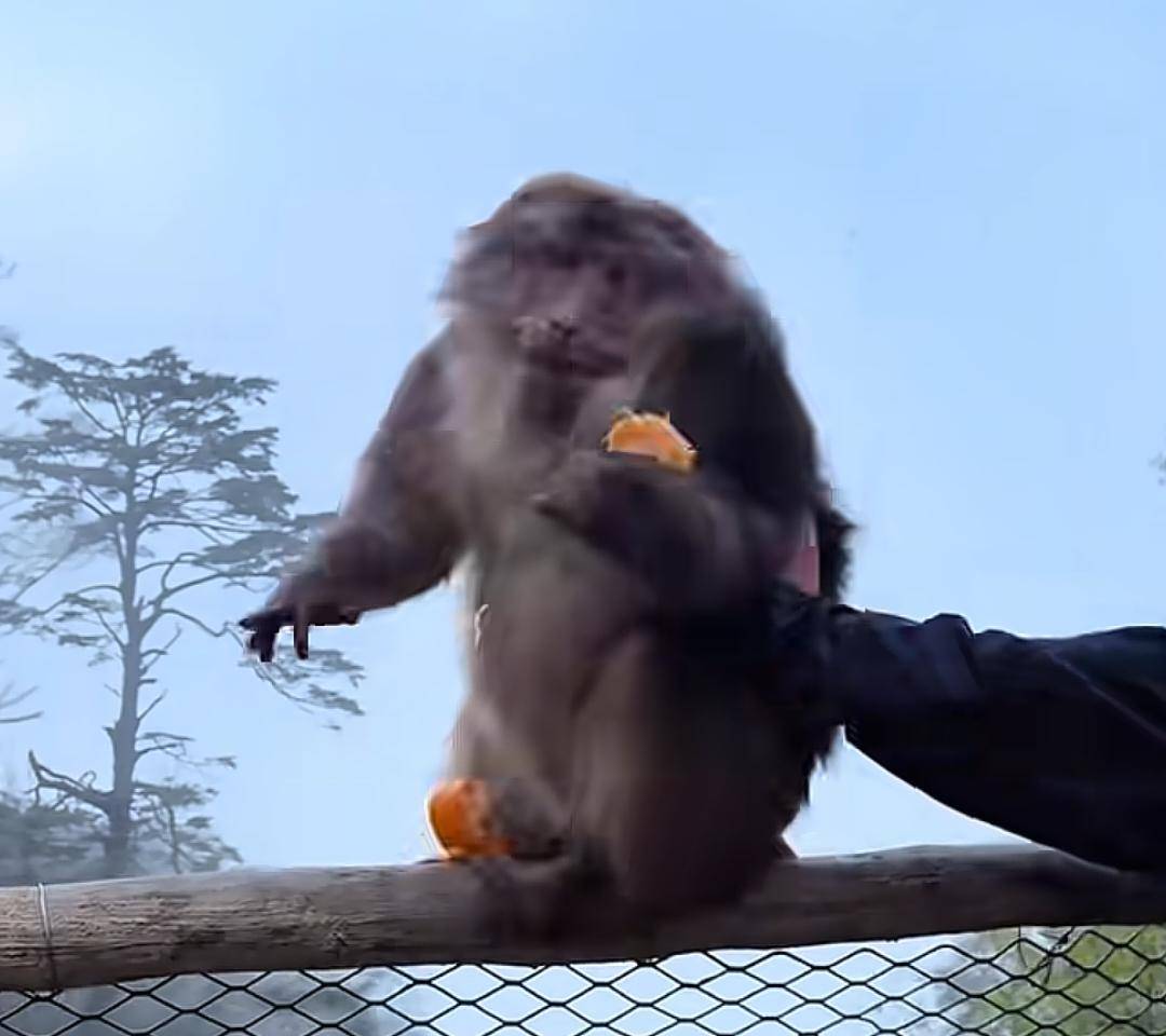 猛推峨眉山猴子的男子已致歉，三年内禁止进入景区！猴子没事